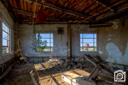An entire tree grows in the foreground of this abandoned warehouse as the city building sits beyond the window.